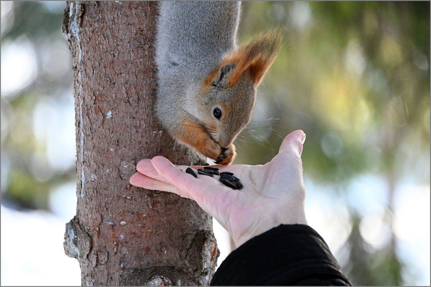 Пуст думают что я синичка. Автор: Меднов Влад , Меднов Влад