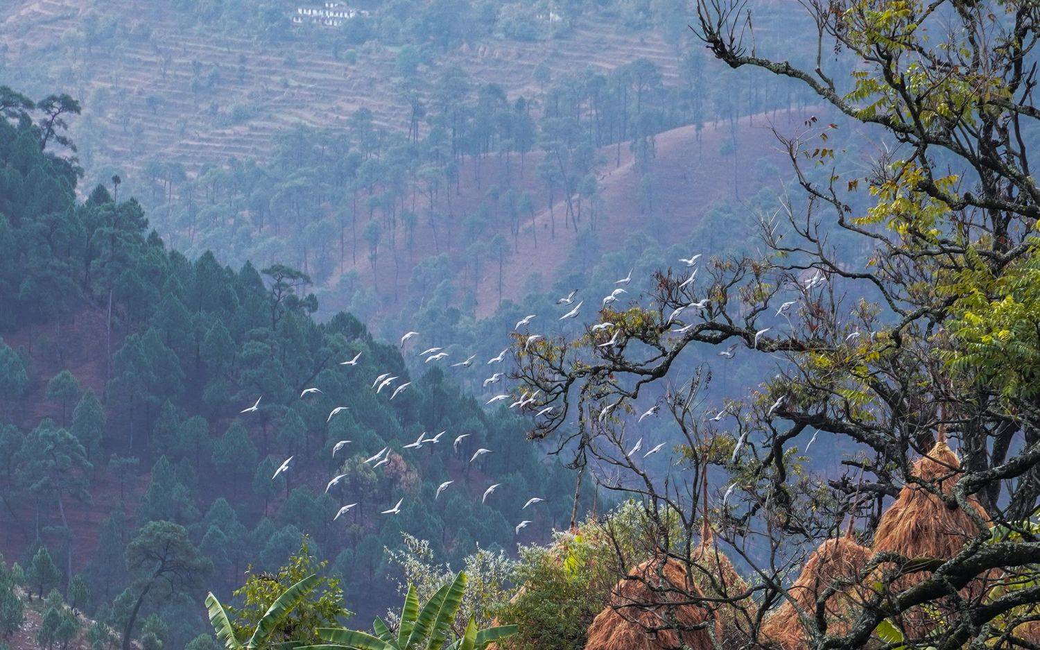 lets fly. Автор: Digvijay singh Janoti #india #beauty #hillls #landscape #nature, Digvijay singh Janoti