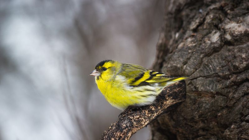 Чиж фото превью