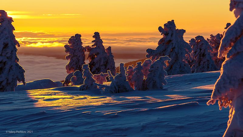 рассвет, оранжевый, апельсиновый, иней, гора курган, кедры, пихты, снег, шерегеш, горная шория, сибирь Утро в контровом свете фото превью
