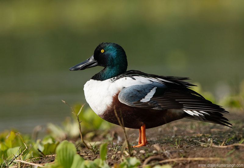 Northern shoveler Northern shovelerphoto preview