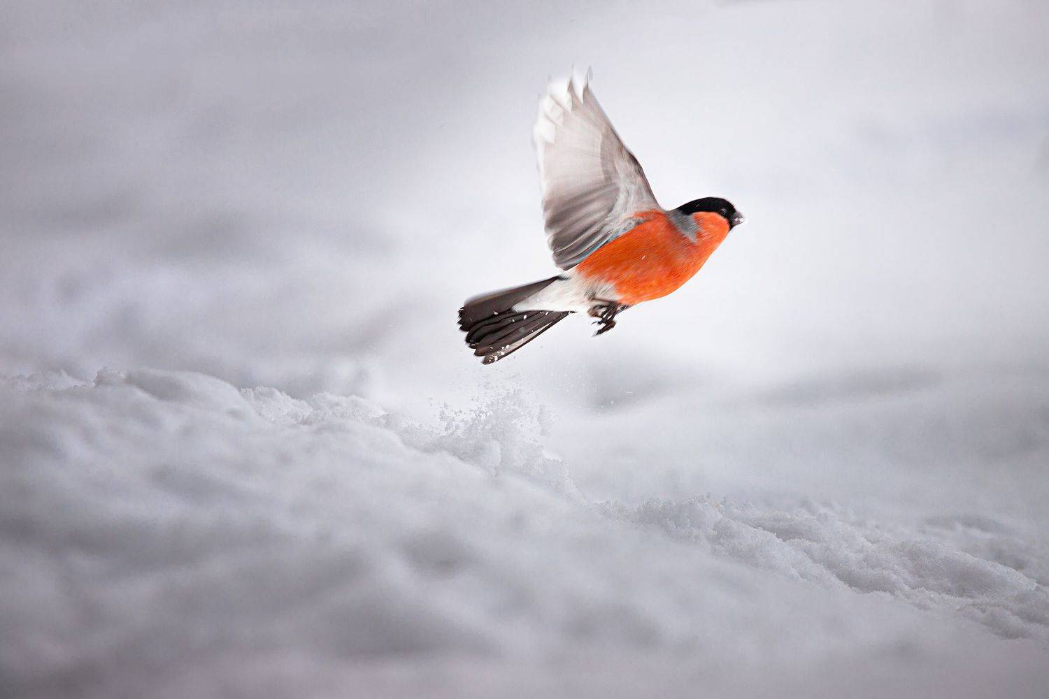 , Чудинин Дмитрий