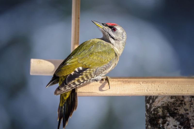 Седой дятелphoto preview