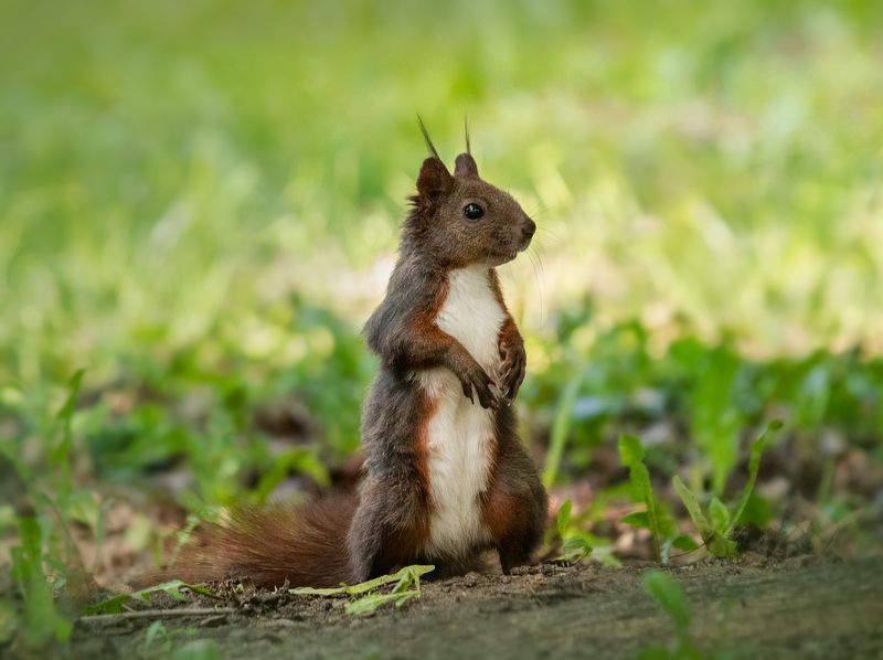 белка, squirrel, close up Squirrel - Белкаphoto preview