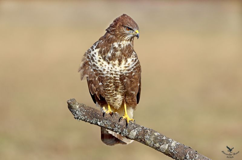 Серьёзный . фото превью