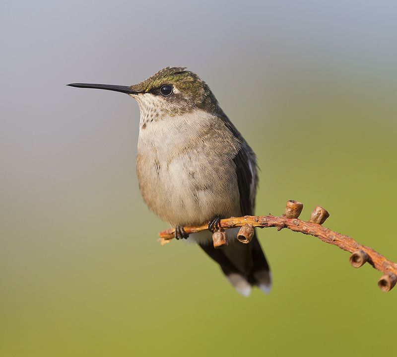 колибри,ruby-throated hummingbird, hummingbird, весна Female. Ruby-throated Hummingbird -Рубиновогорлый колибри. самка фото превью