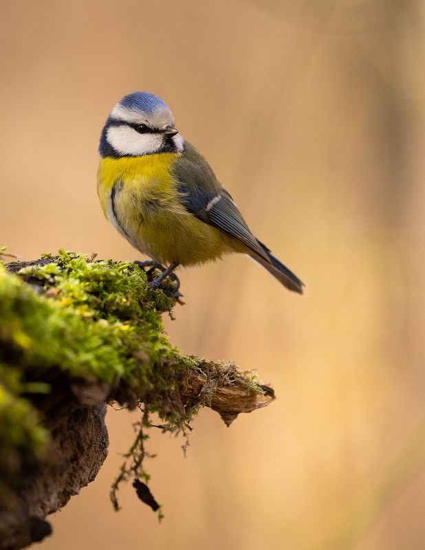 Titmousephoto preview