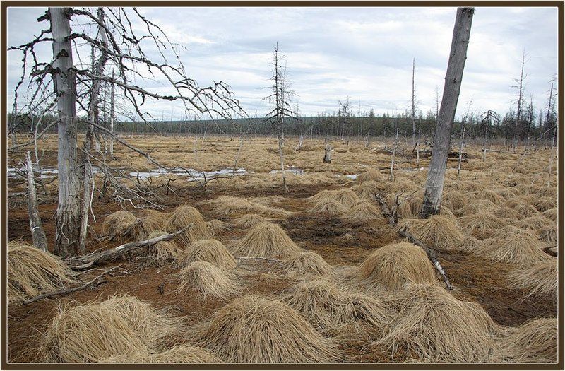 марь, север Таёжные парикиphoto preview