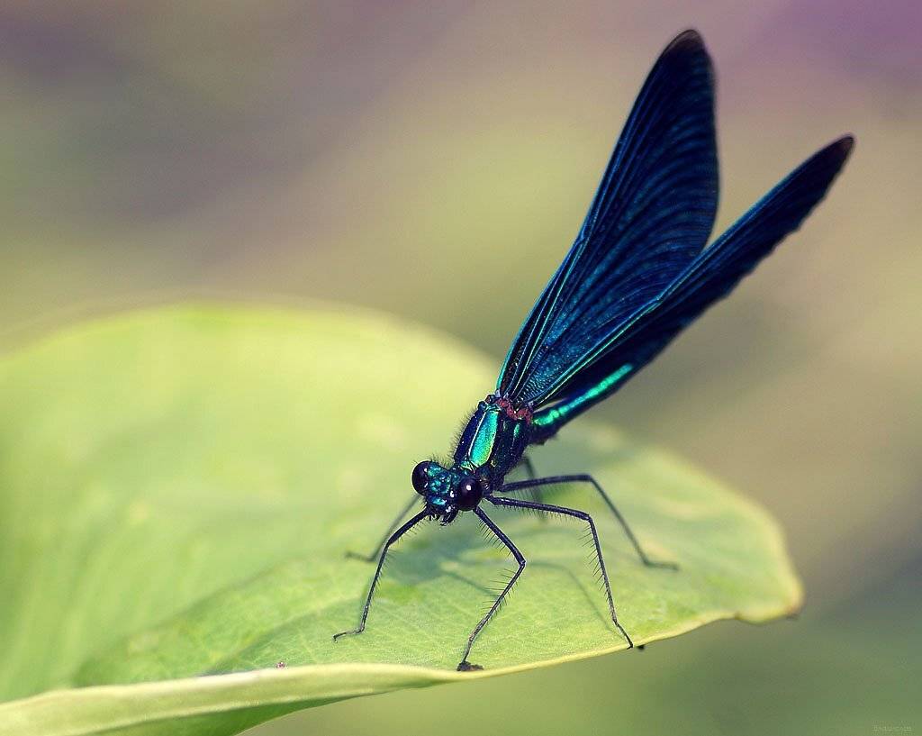 ***. Автор: Владислав. , Владислав.