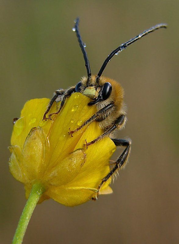 А этот выпал из гнезда...photo preview