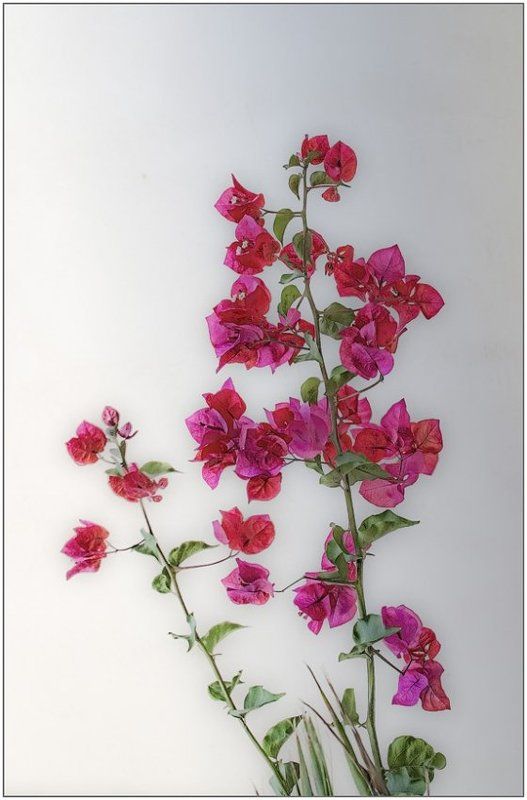 Цветокphoto preview