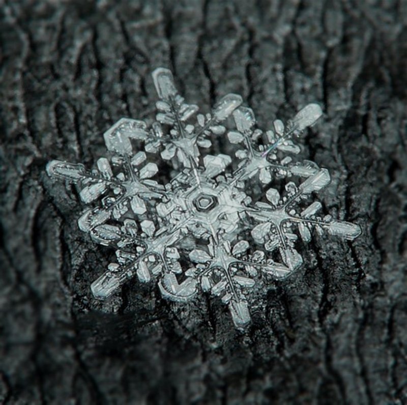 cнег московский №1photo preview