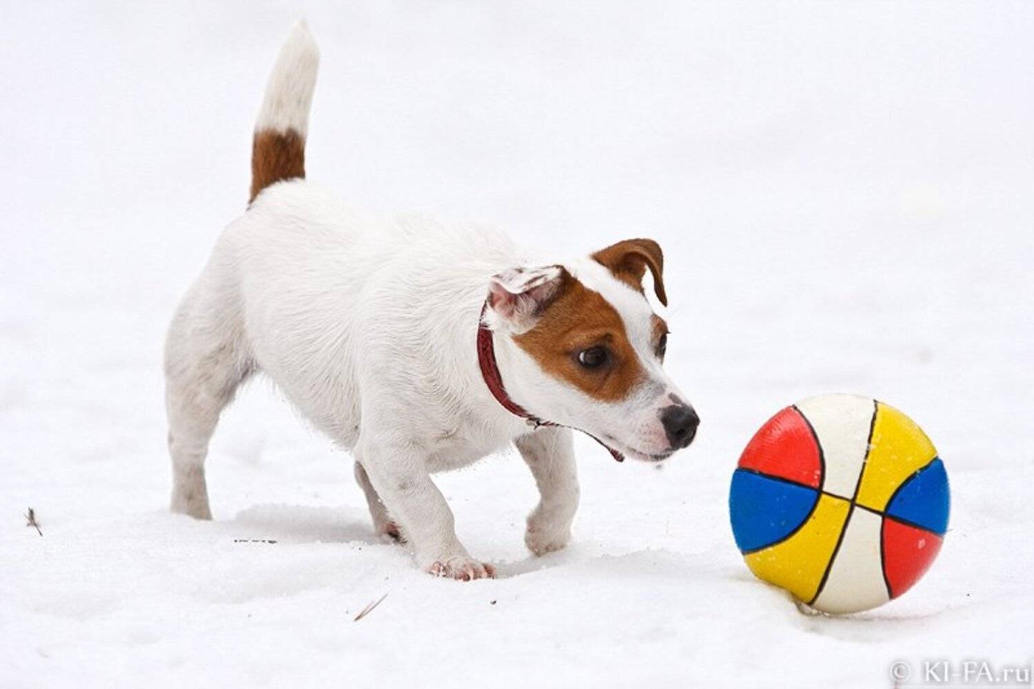 Ой! Что это?. Автор: KI-FA.ru , KI-FA.ru