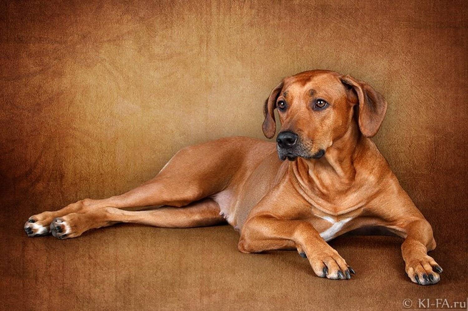 Лисена. Автор: KI-FA.ru , KI-FA.ru