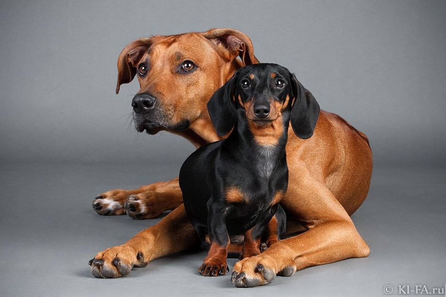 Кто на нас с Симкой?. Автор: KI-FA.ru , KI-FA.ru