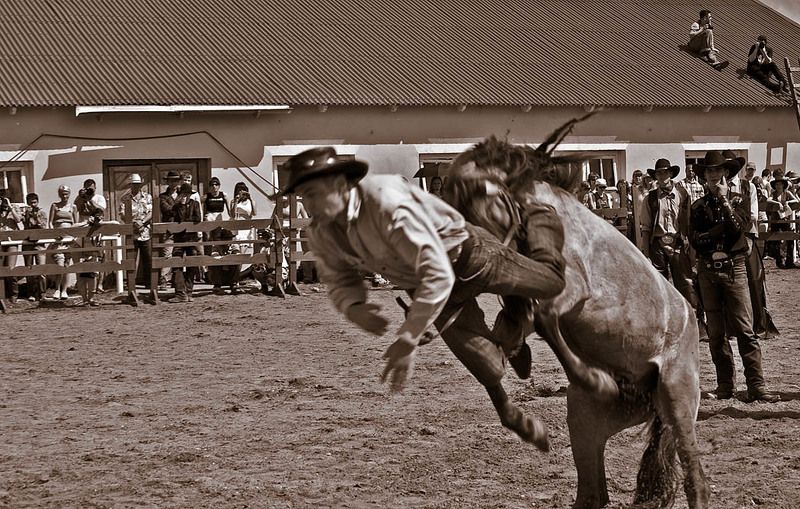 необъезженный жеребец фото превью