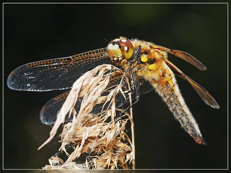 Helicopter -2 (шерстяной)photo preview