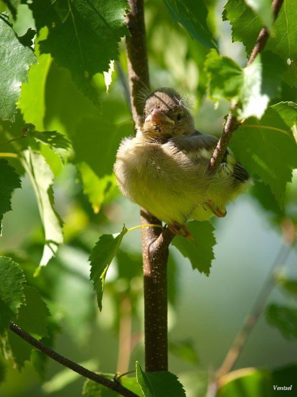 Птицаphoto preview