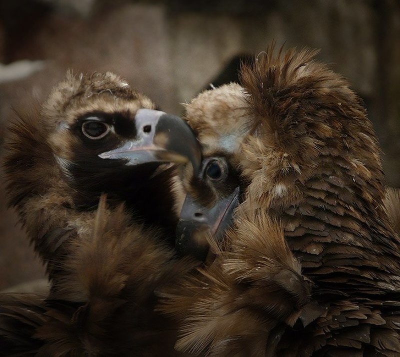 всё как у людейphoto preview