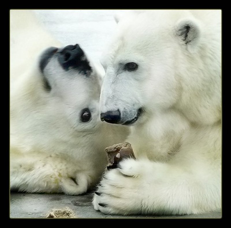 белые и черныйphoto preview