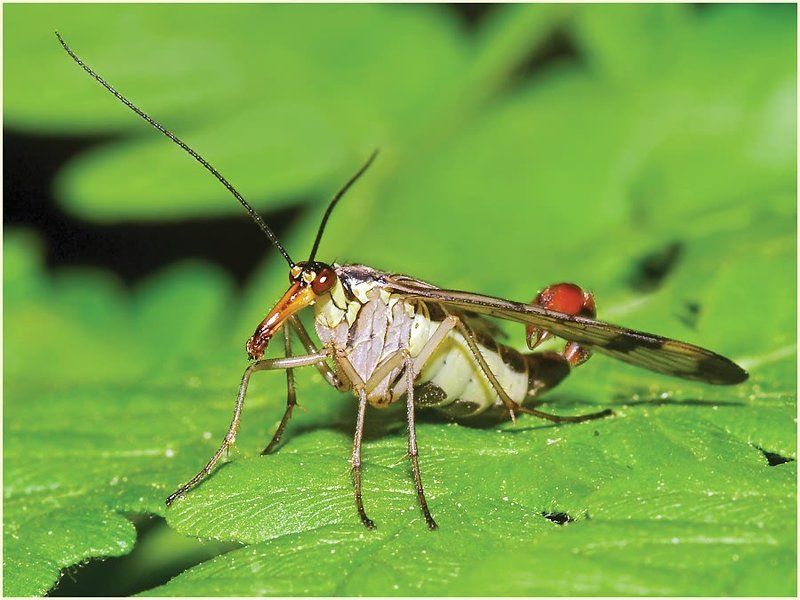 Скорпионницаphoto preview