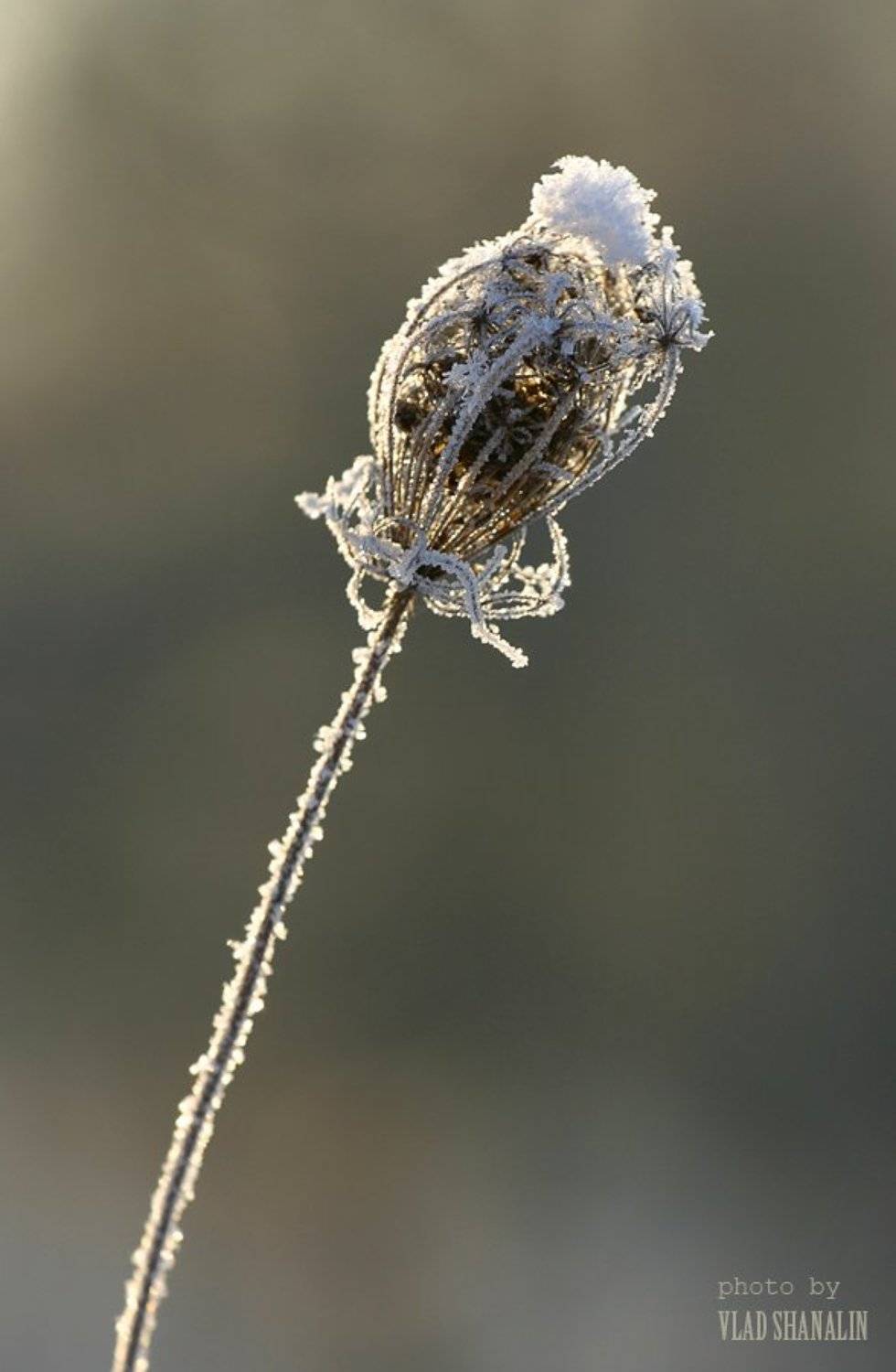 зима, шапка, снег, Vlad Shanalin