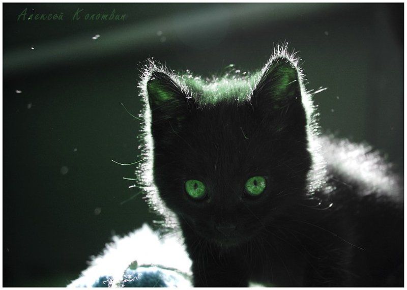 охотникphoto preview