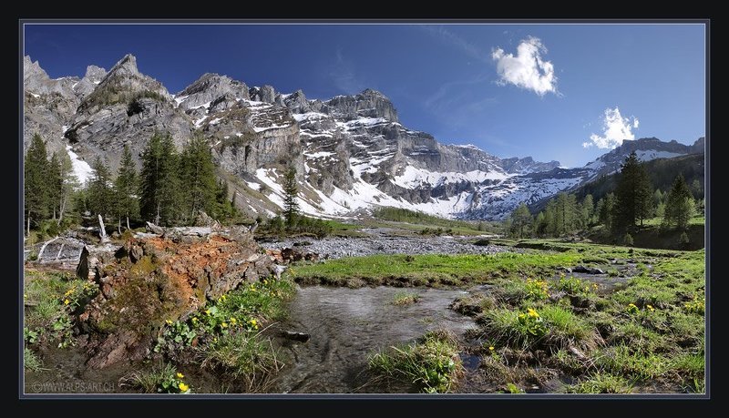 Про старое бревно, ручей и калужницу фото превью