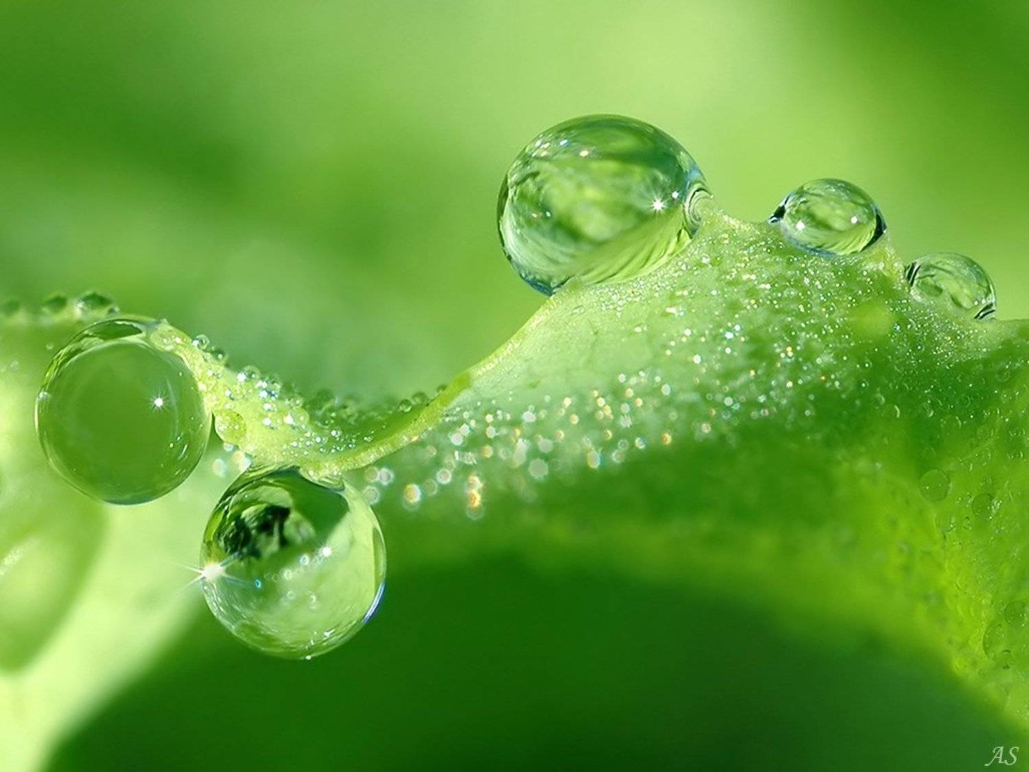 фото, радость, выставка, ФотоМаньяк