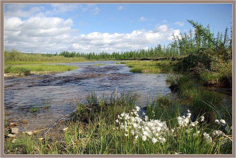 ручей, тайга Летний пейзажphoto preview
