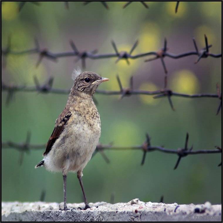 , Олег Клочков