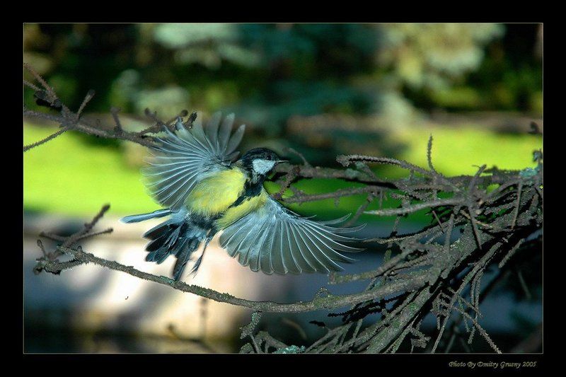 синица, птица От винта ....photo preview