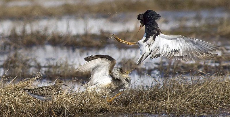 птицы, весна , туруханы, пернатые брачный период, животные, жизнь на краю земли Третий лишний..photo preview