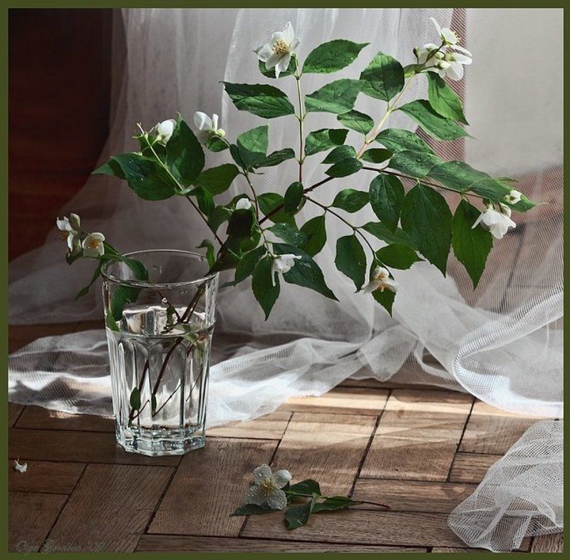 фото, жасмин, натюрморт, стекло жасмин фото превью