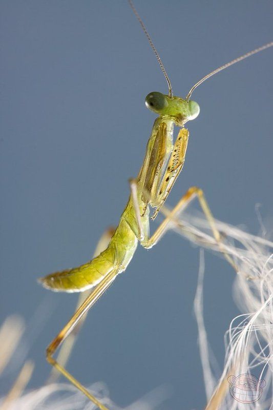 богомол, макро, личинка Разноглазыйphoto preview