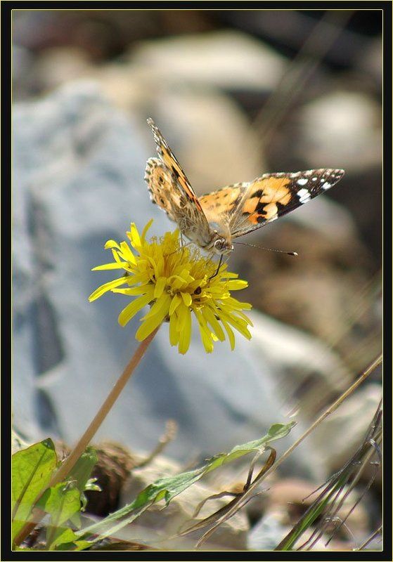 одуванчик, бабочка Летний этюд 2photo preview