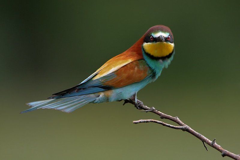 НЕдовольнаяphoto preview