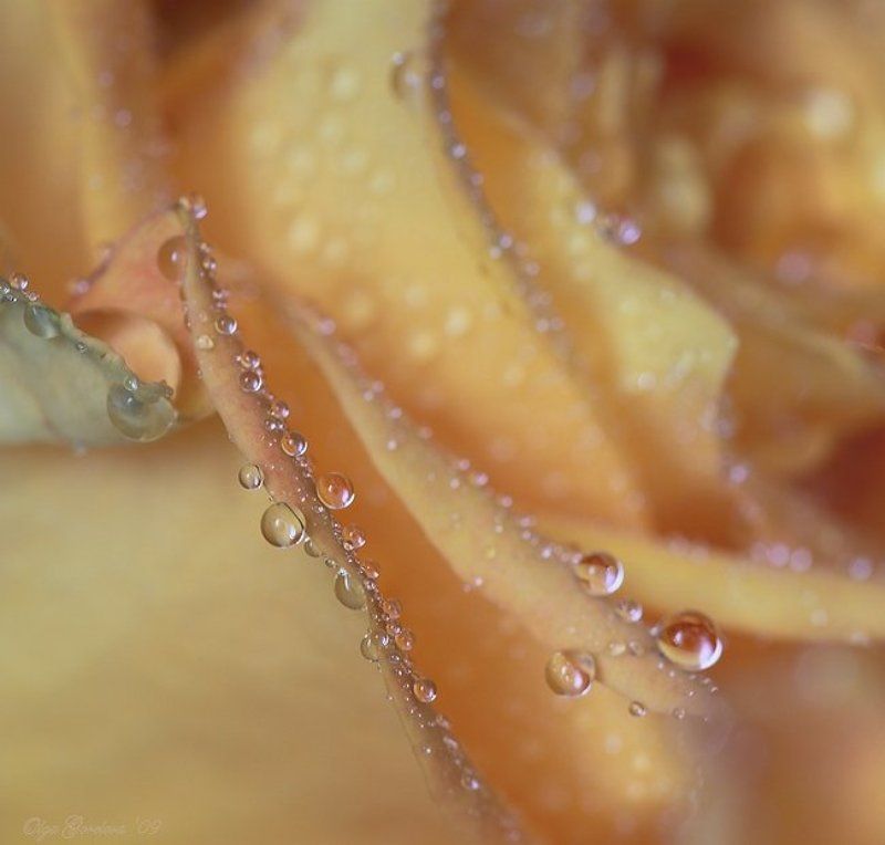 фото, макро, роза, капли ***photo preview