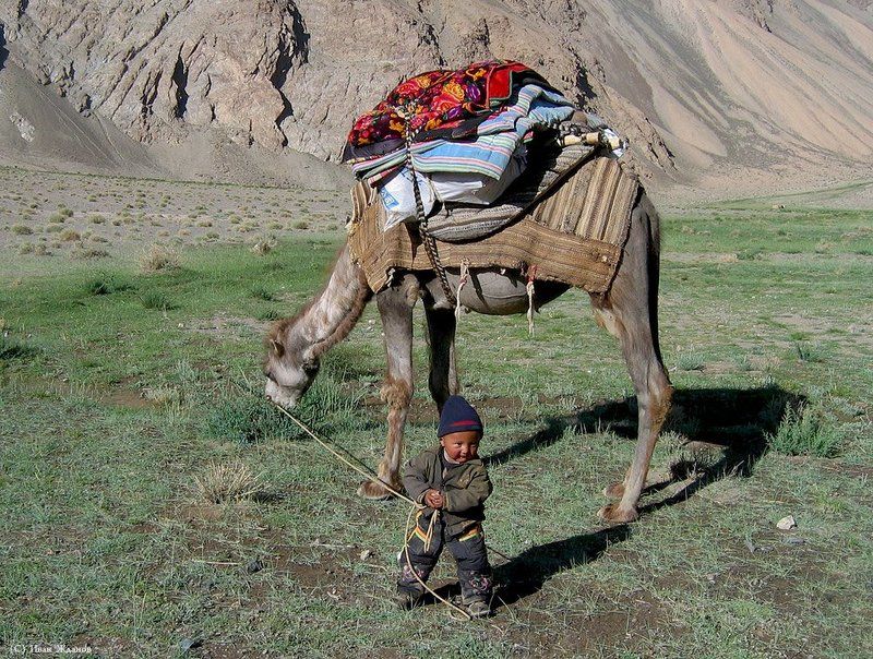 горы, китай, каракорум, ребенок, киргиз, верблюд Любимая игрушкаphoto preview