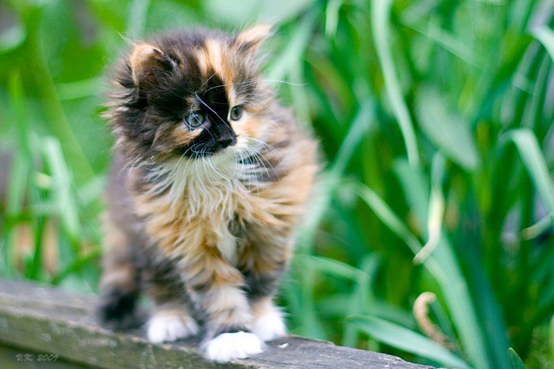 посмотрю-ка  что там....))//ностальгия по котятам// фото превью