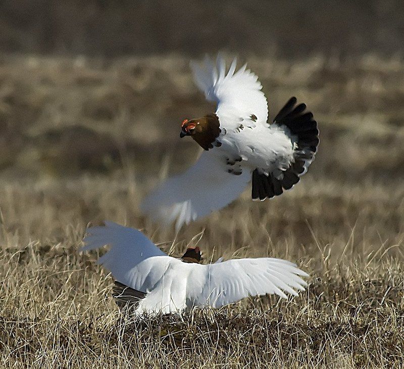 птицы,   весна ,  куропатки,  пернатые, брачный период.   животные,   жизнь на краю земли весенние драчкиphoto preview