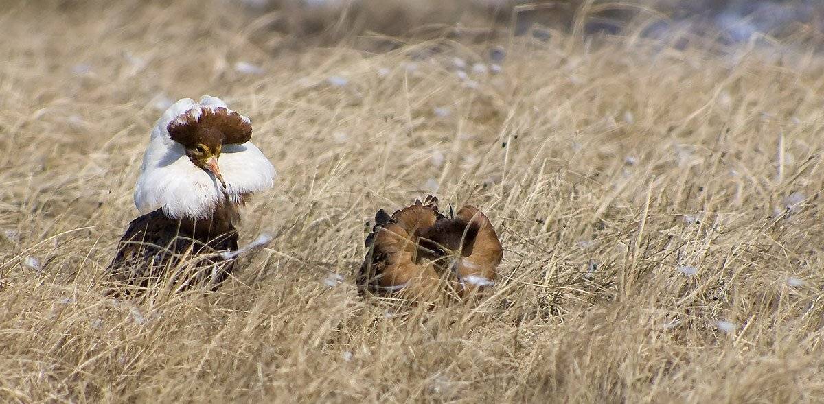 женихи в ожидании невест. Автор: Danil Husainov птицы, весна, туруханы, пернатые, брачный период, животные , жизнь на краю земли, Danil Husainov