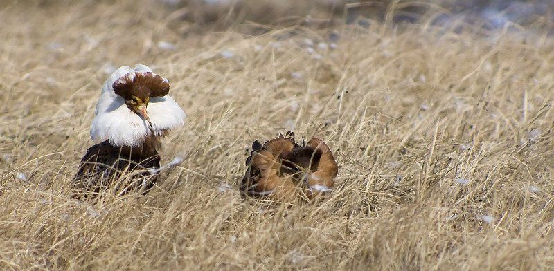 птицы,   весна,   туруханы,   пернатые, брачный период,   животные ,  жизнь на краю земли женихи в ожидании невестphoto preview