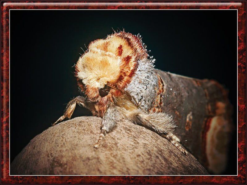 На Хеллоуин...photo preview