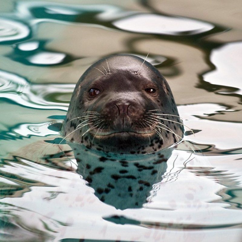 котик морской,животные Котик я...морскойphoto preview