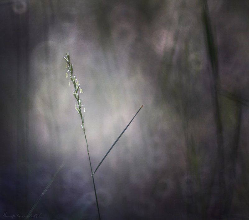 трава, парк, тишина, боке, круги, кружочки, лето Круги тишины.photo preview