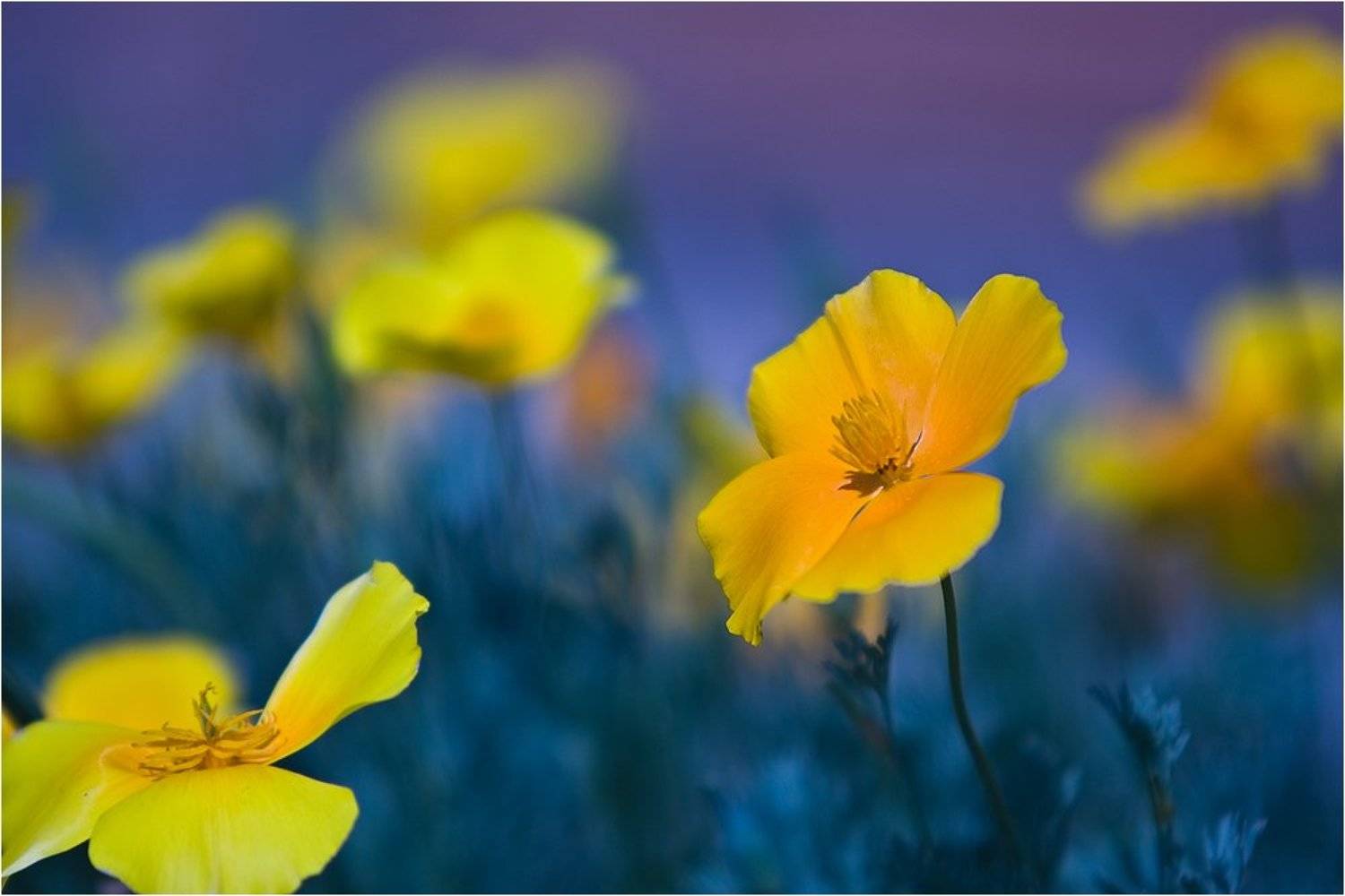 эшольция, башкирия, Степанов Сергей