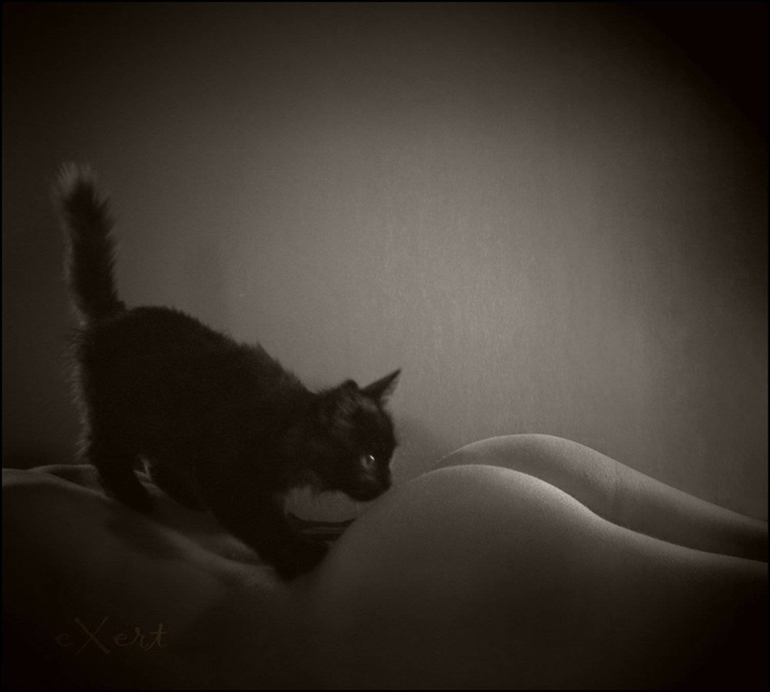 девушка, эротика, кот, eXert