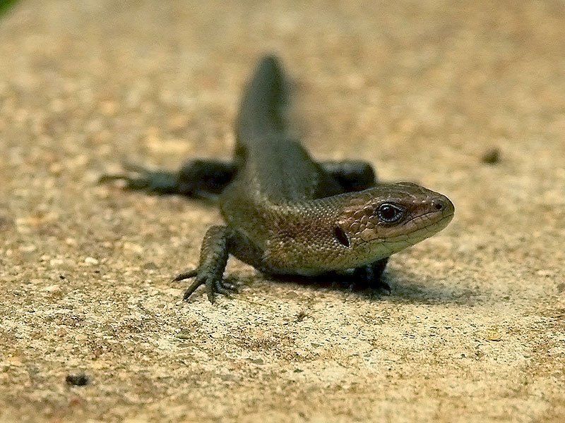 Ящерица фото превью