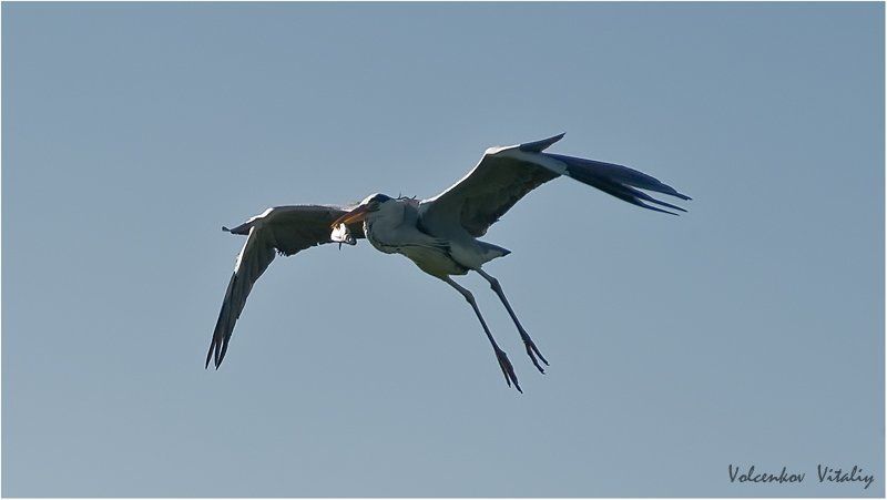 фото несу обед к себе в гнездоphoto preview